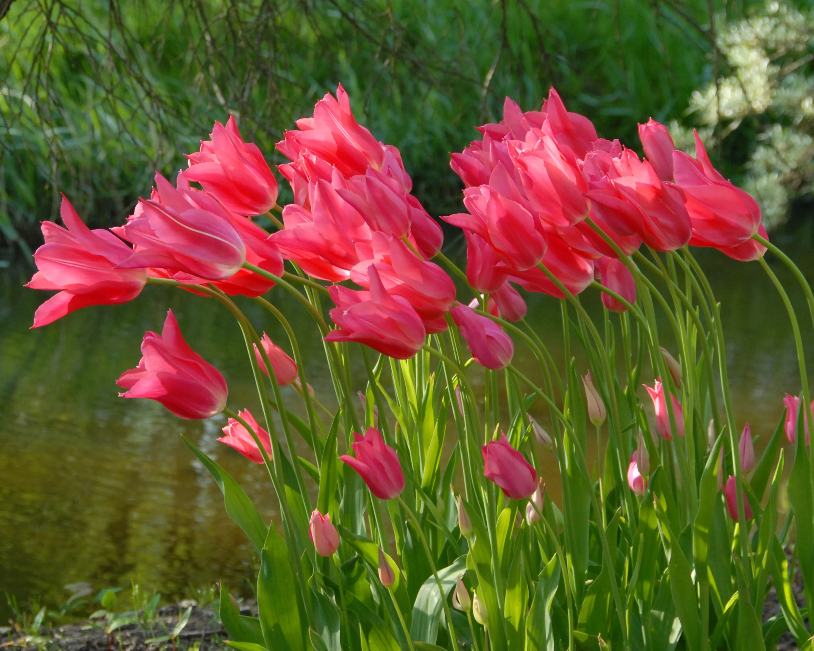 Tulip 'Mariette' - Image 4