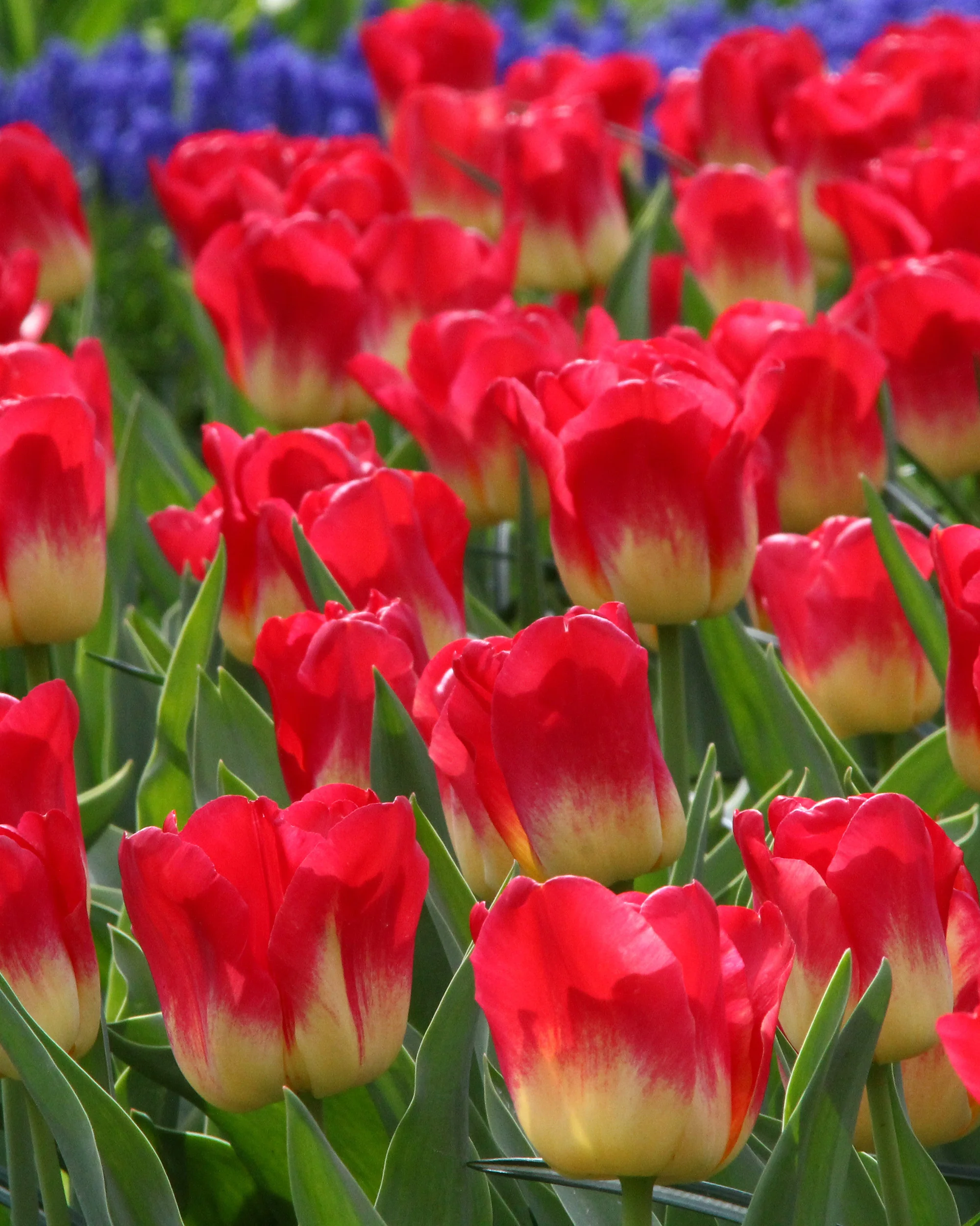 Tulip 'Match'