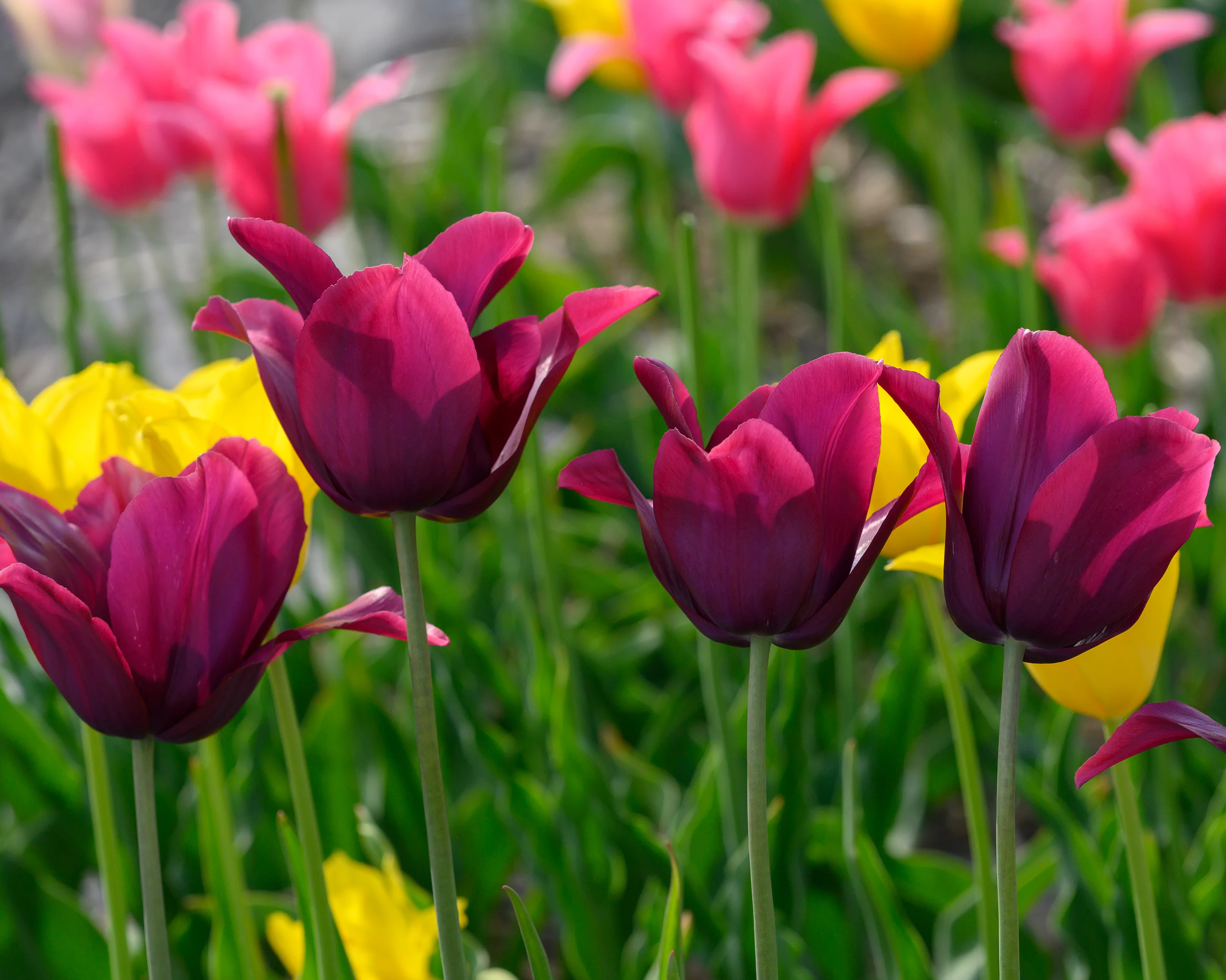 Tulip 'Merlot' - Image 4