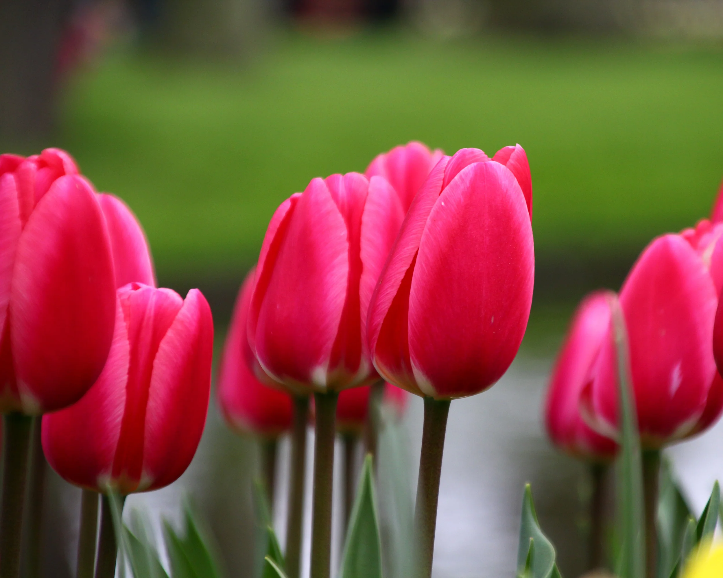 Tulip 'Rosy Delight' - Image 8
