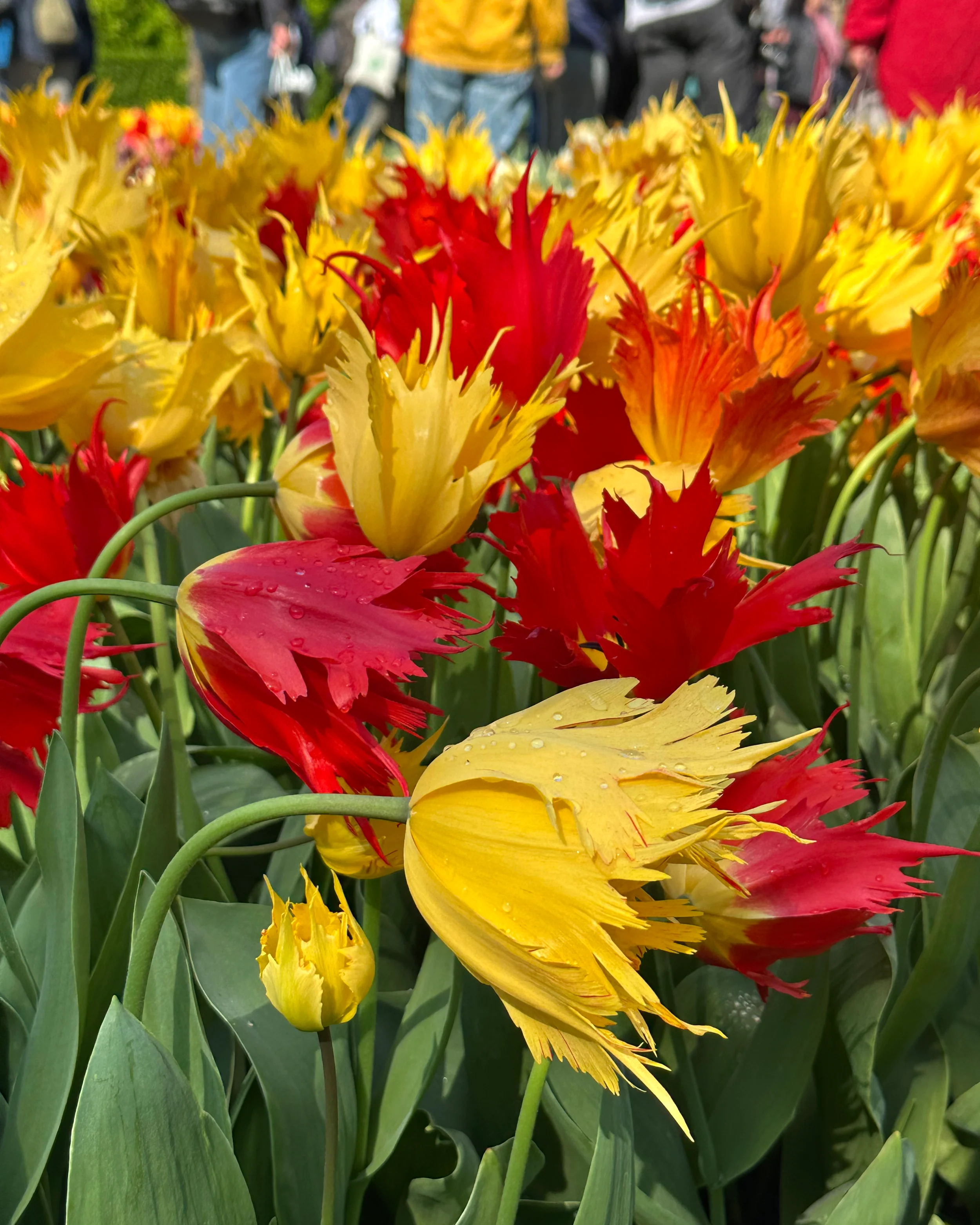 Tulip 'Sunny Leo' - Image 4